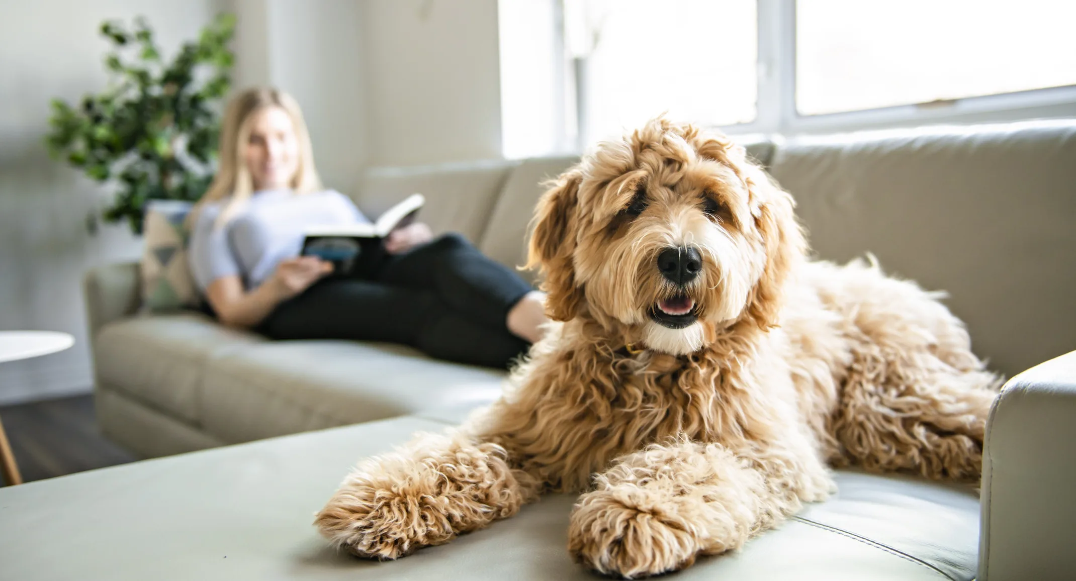 Golden Poodle sitting on couch with lady reading a book Golden Poodle sitting on couch with lady reading a book