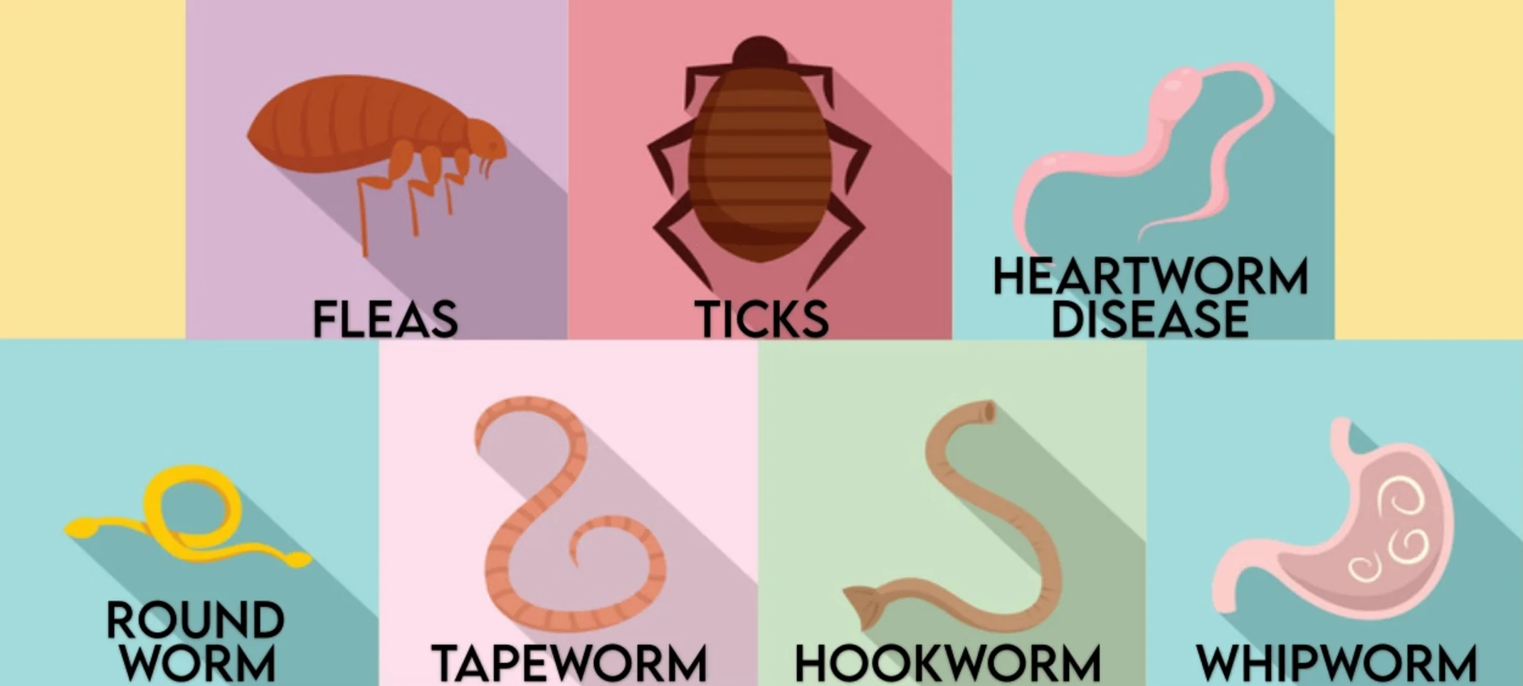 An illustration depicting fleas, ticks, heartworms, roundworms, tapeworms, hookworms, and whipworms. An illustration depicting fleas, ticks, heartworms, roundworms, tapeworms, hookworms, and whipworms.