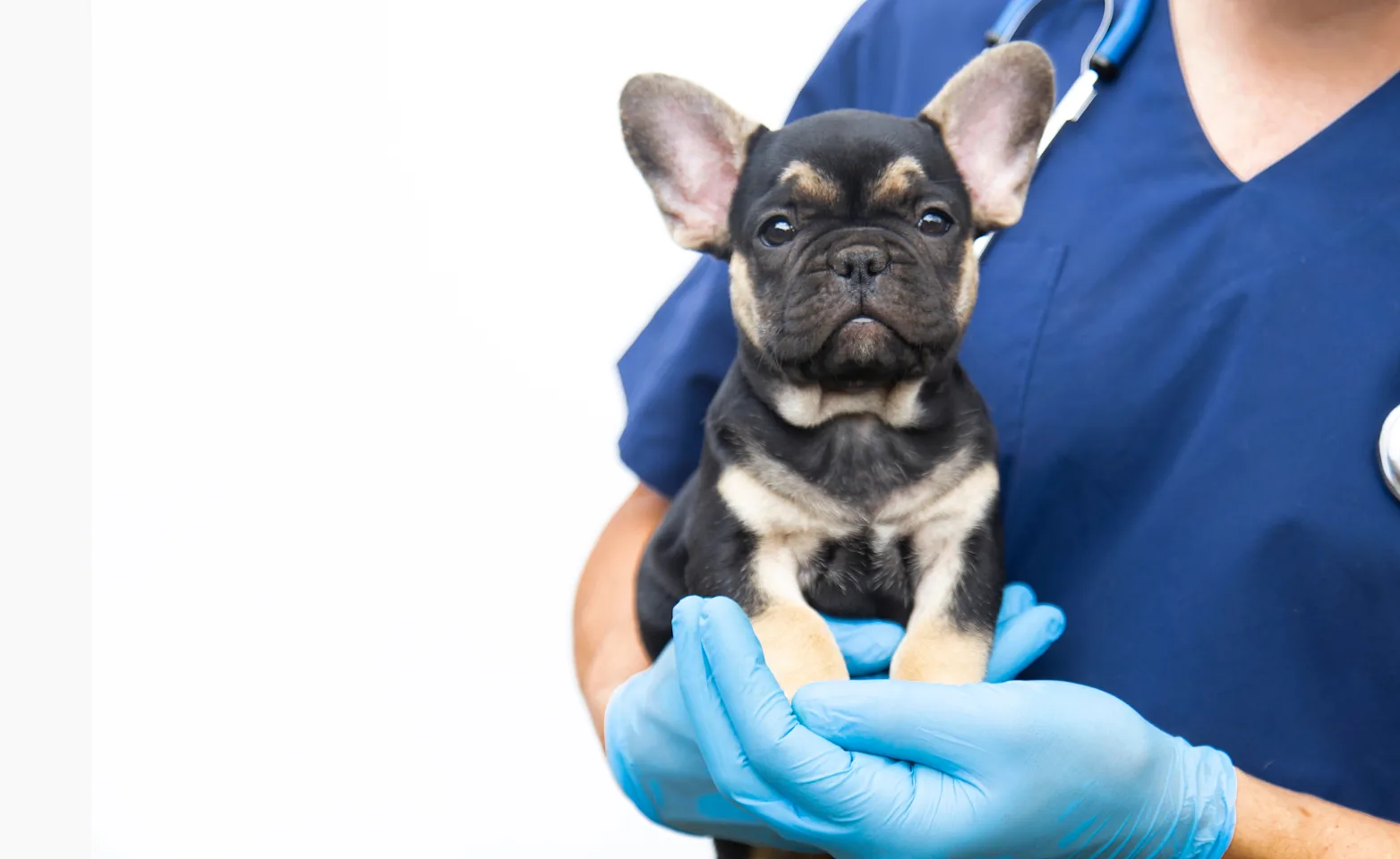 doctor holdinga puppy doctor holdinga puppy