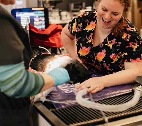 Two staff members caring for a black and white cat on a table Two staff members caring for a black and white cat on a table