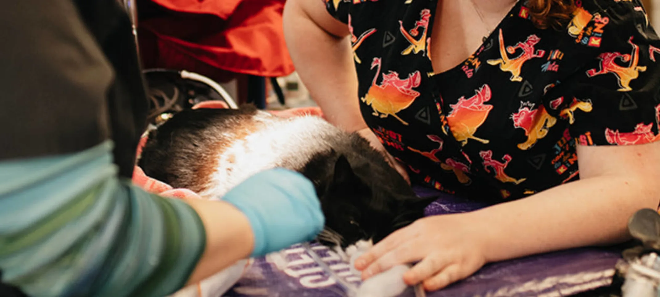Two staff members caring for a black and white cat on a table Two staff members caring for a black and white cat on a table
