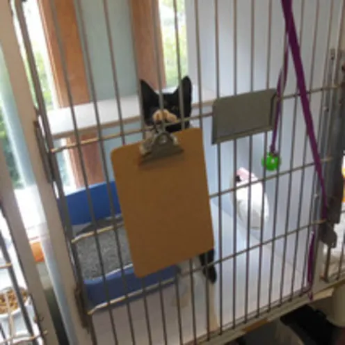 Cat In Atrium at Animal Hospital of Signal Mountain Cat In Atrium at Animal Hospital of Signal Mountain