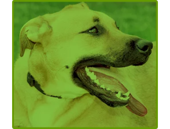 Dog with it's tongue out