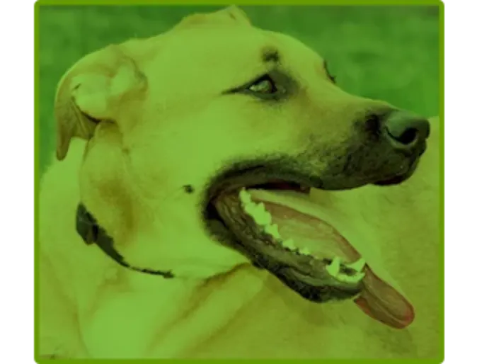 Dog with it's tongue out Dog with it's tongue out