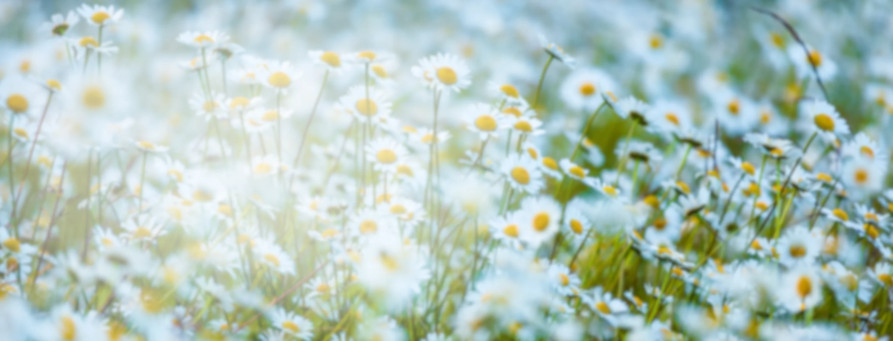 A field of daisies A field of daisies
