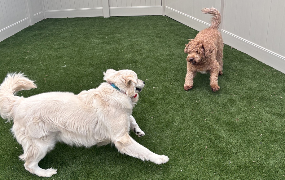 Dogs playing in yard