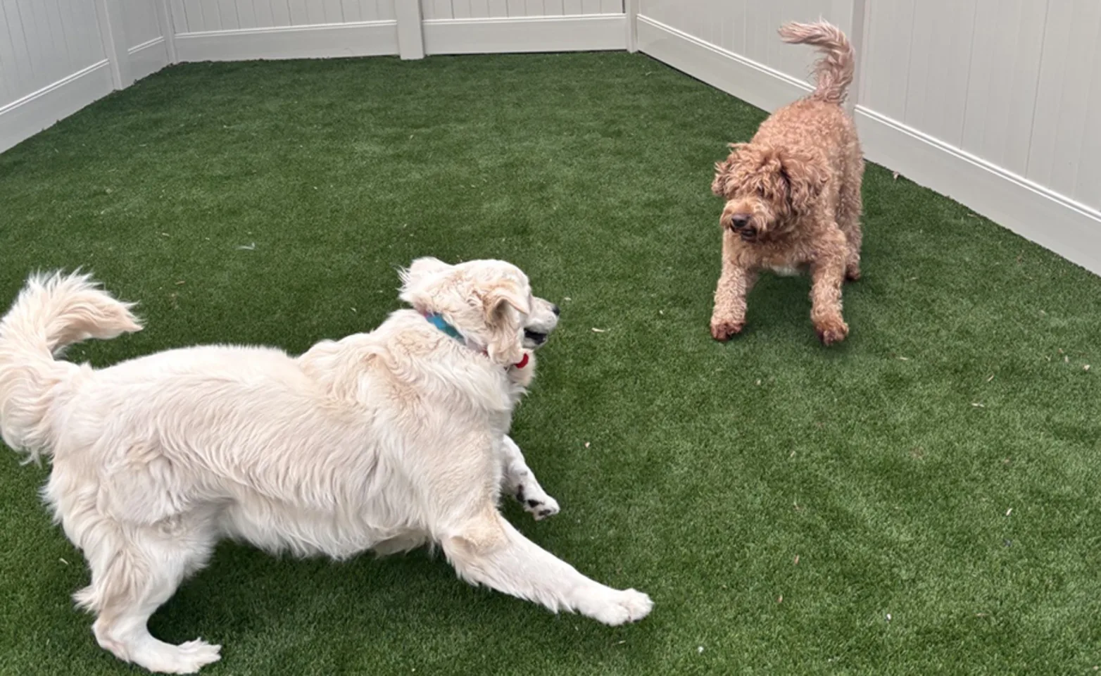 Dogs playing in yard Dogs playing in yard