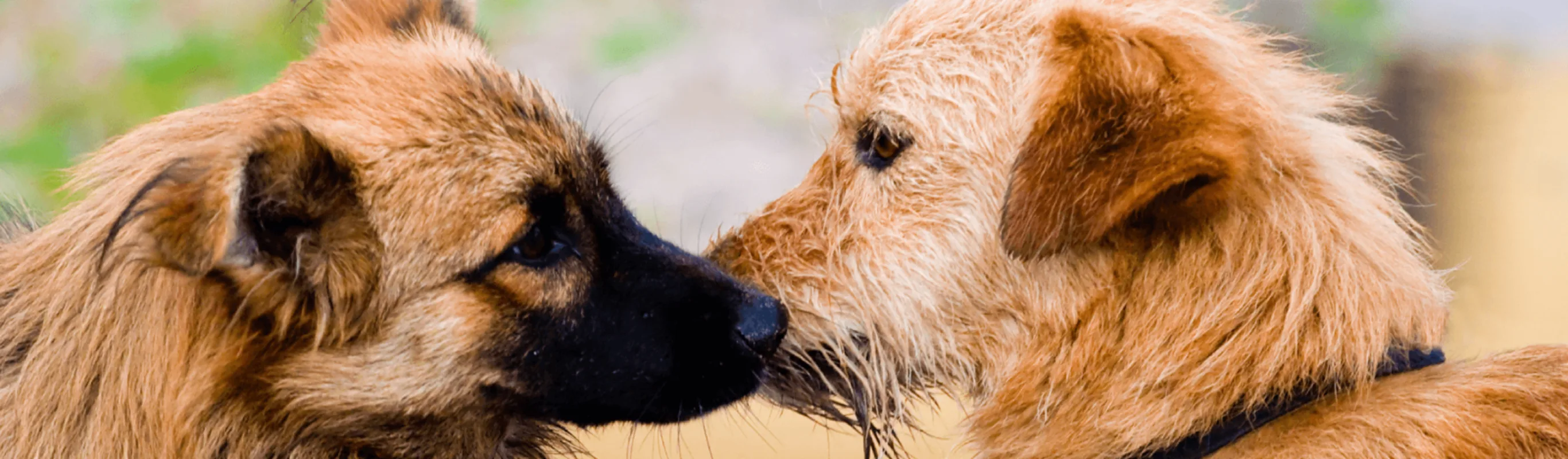 Dogs putting their noses together