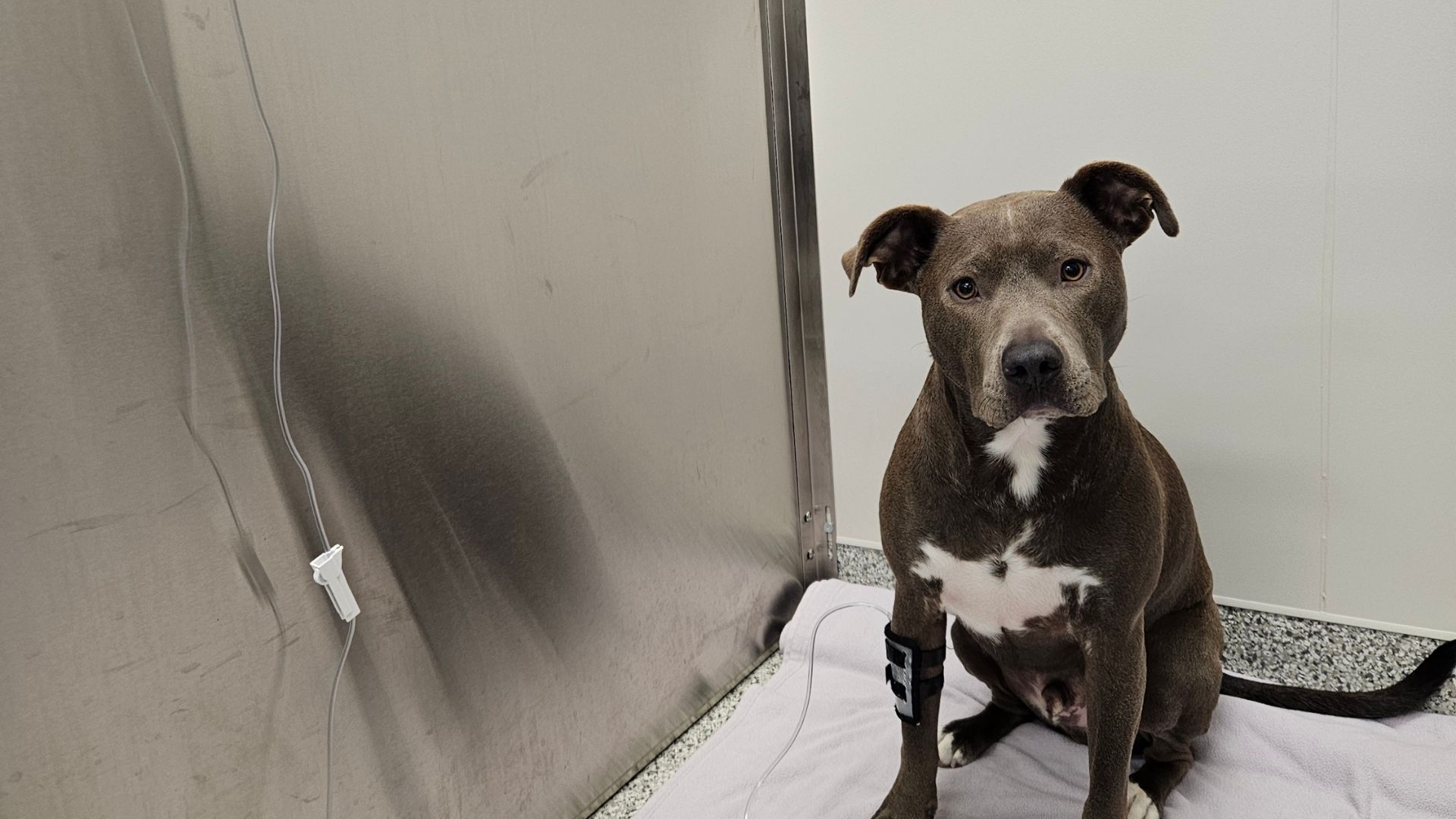 Vista Veterinary Specialists Patient