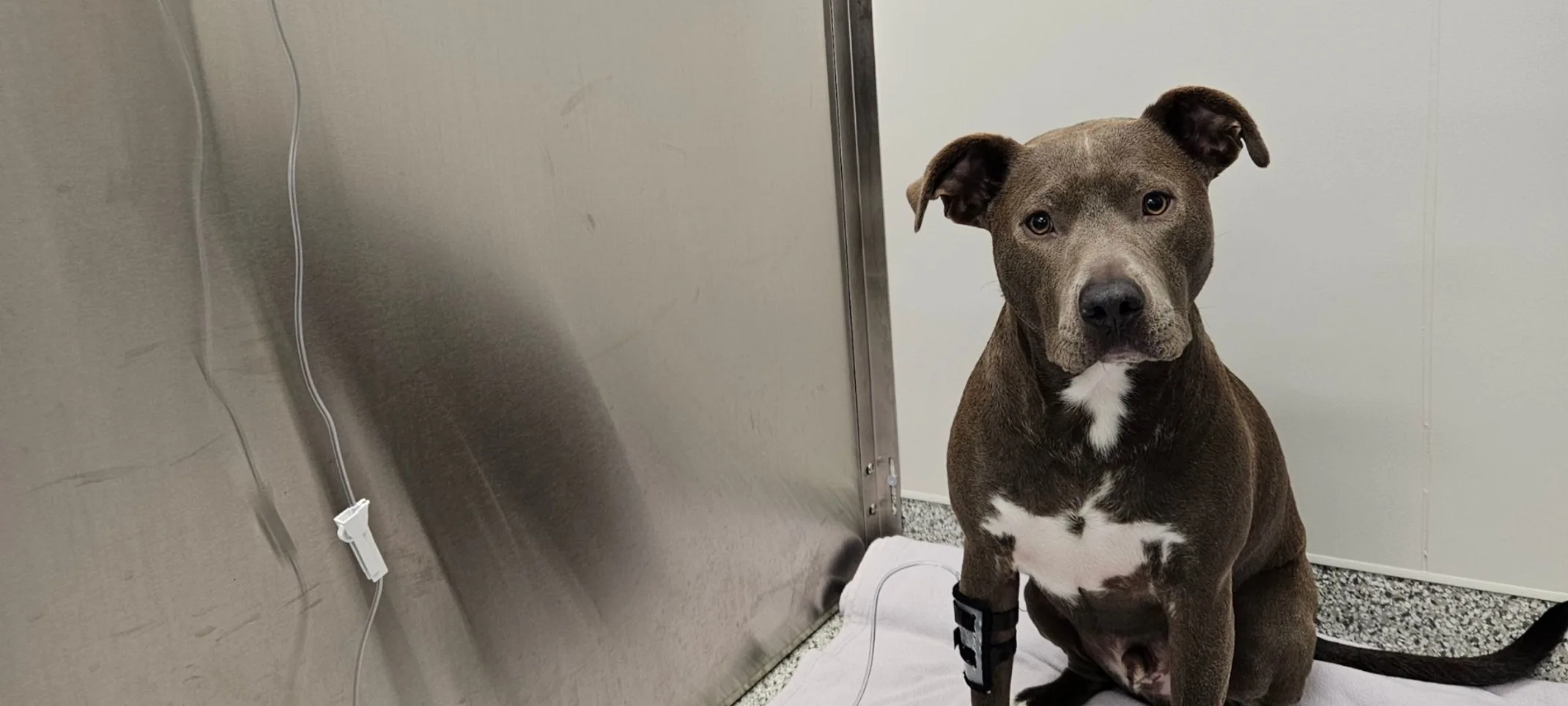 Vista Veterinary Specialists Patient Vista Veterinary Specialists Patient