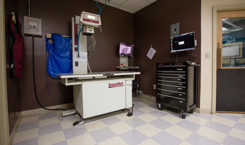 Kitsap Veterinary Hospital Xray