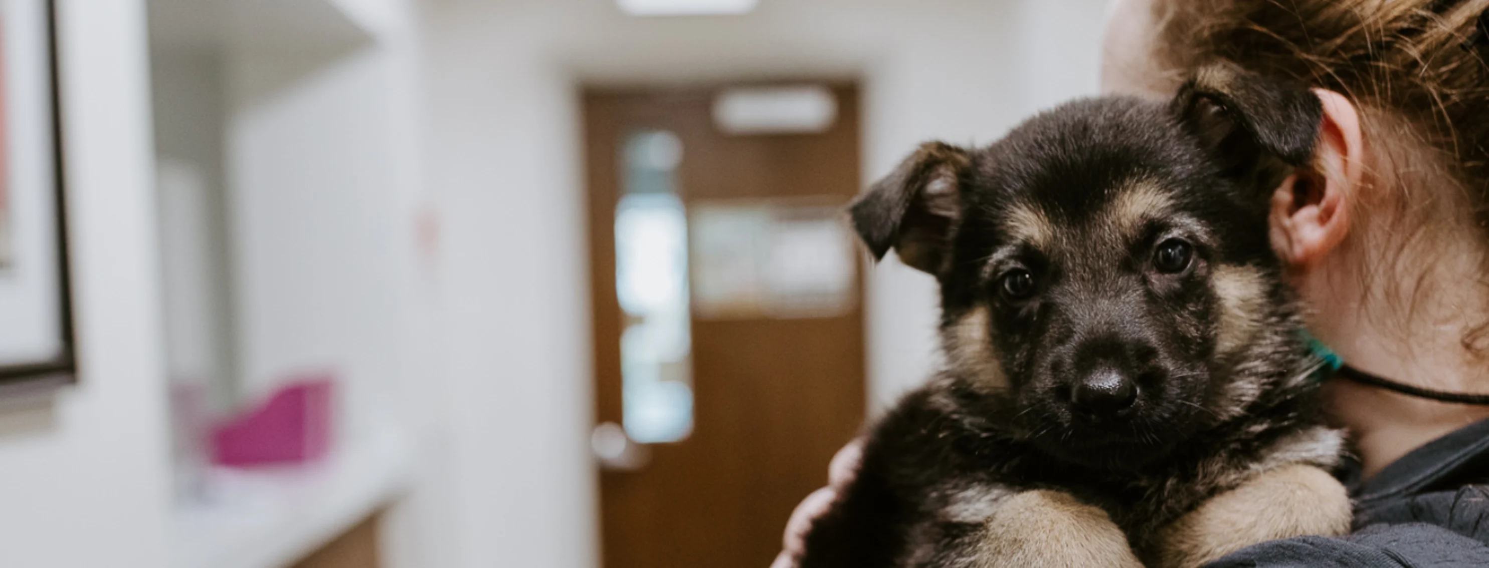 A puppy being held at the vet