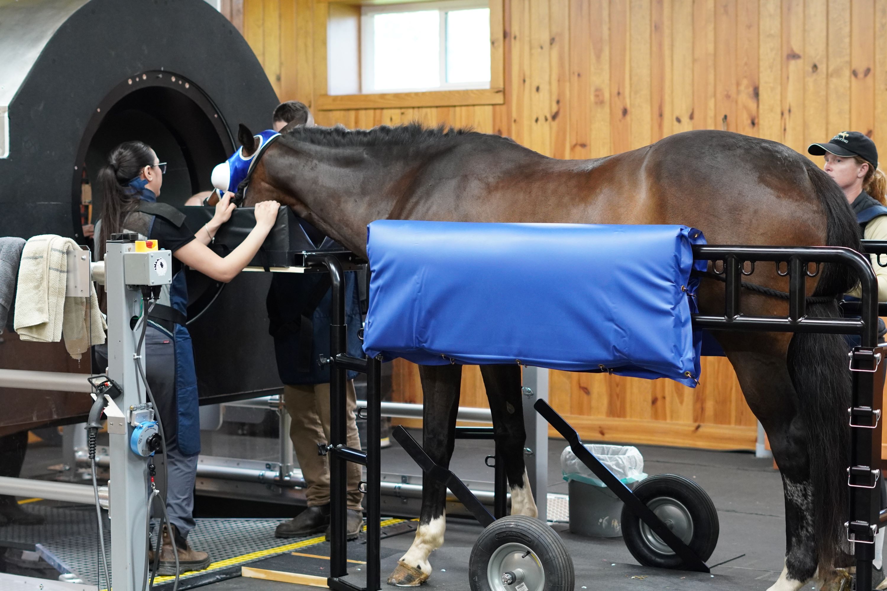 Horse Getting Examined