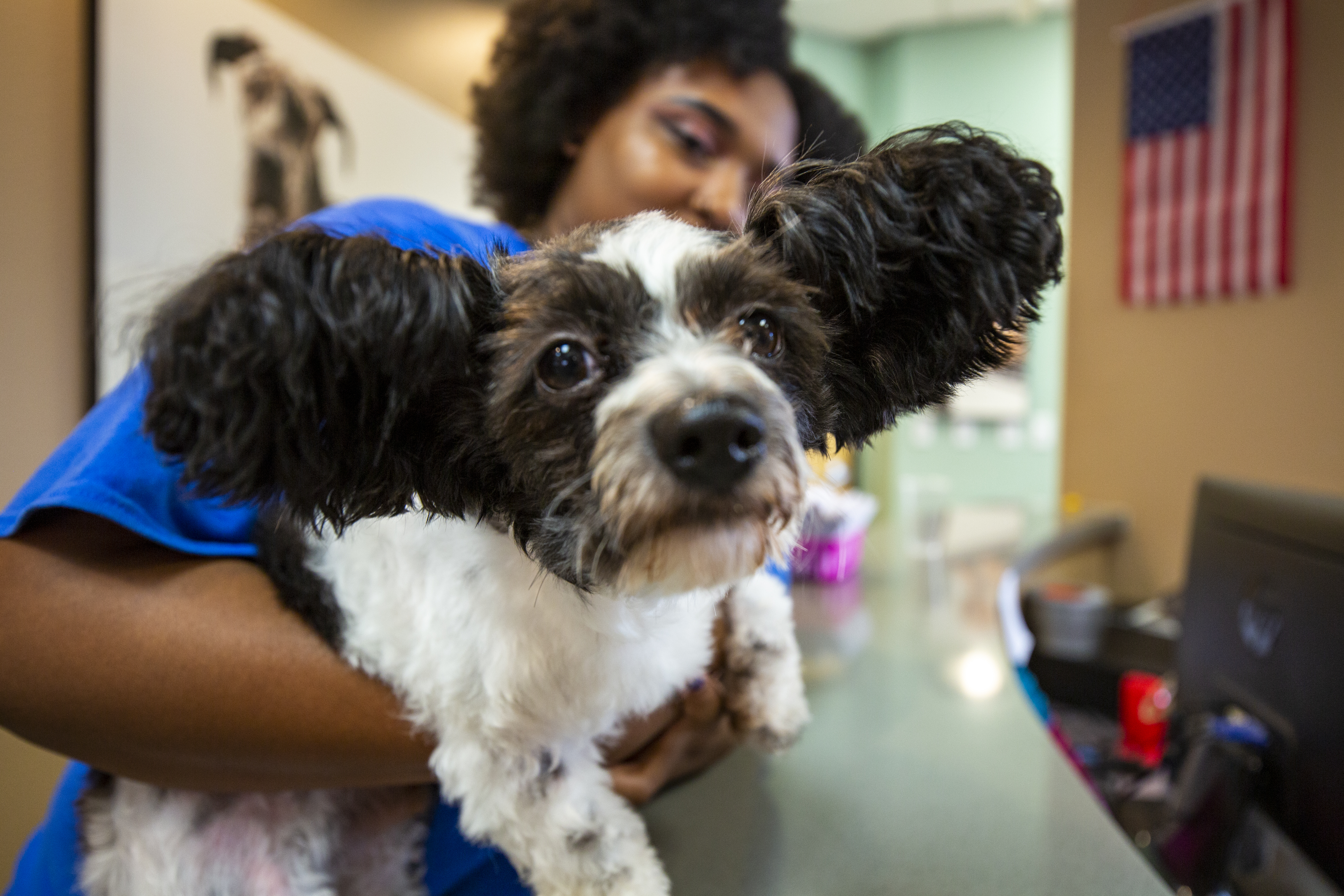 close up picture of a cute dog