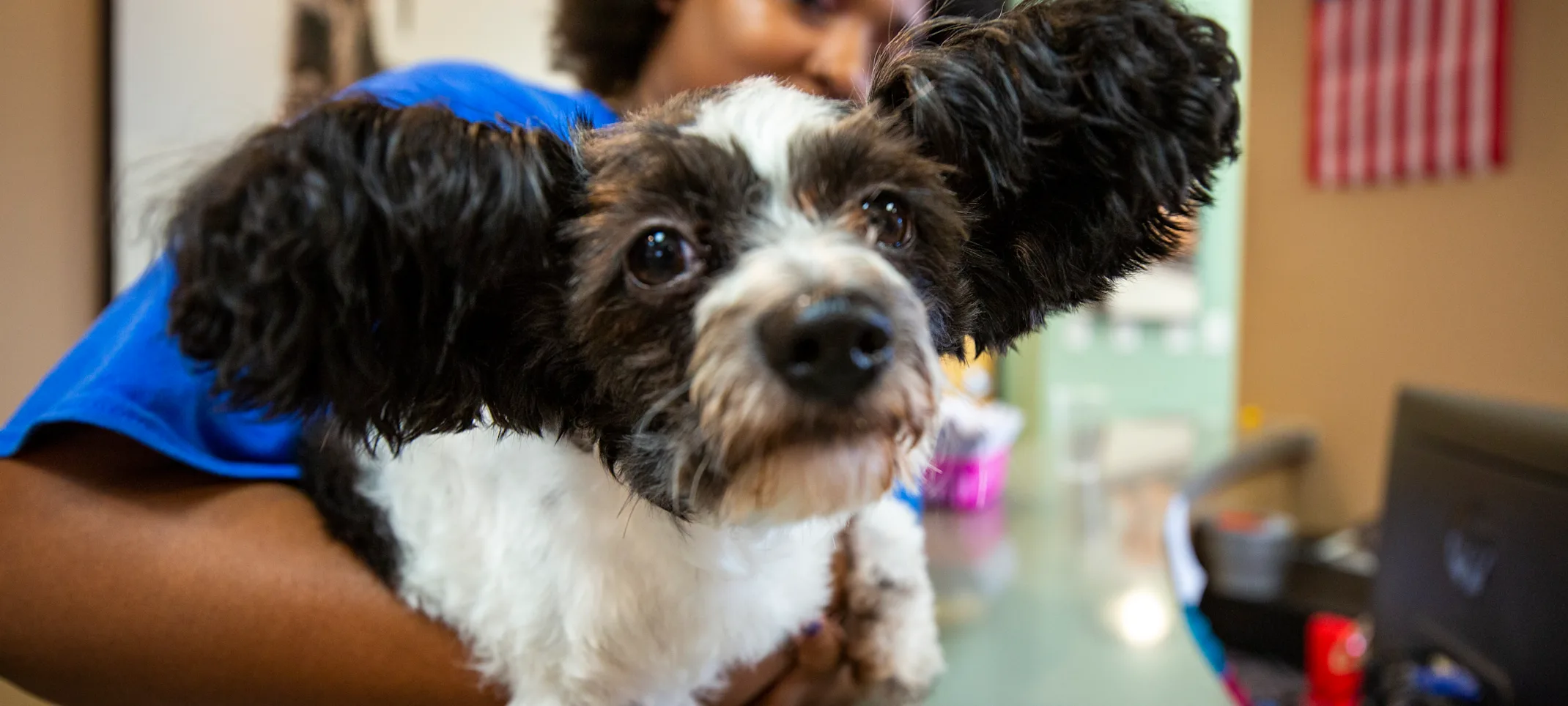 close up picture of a cute dog close up picture of a cute dog