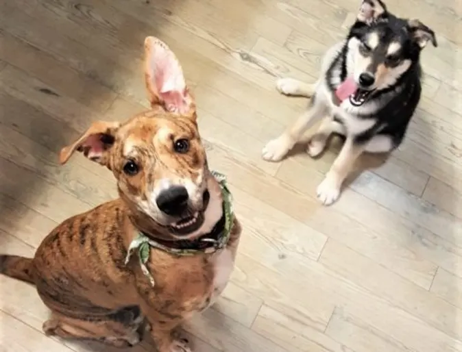Two dogs with their tongues out Two dogs with their tongues out