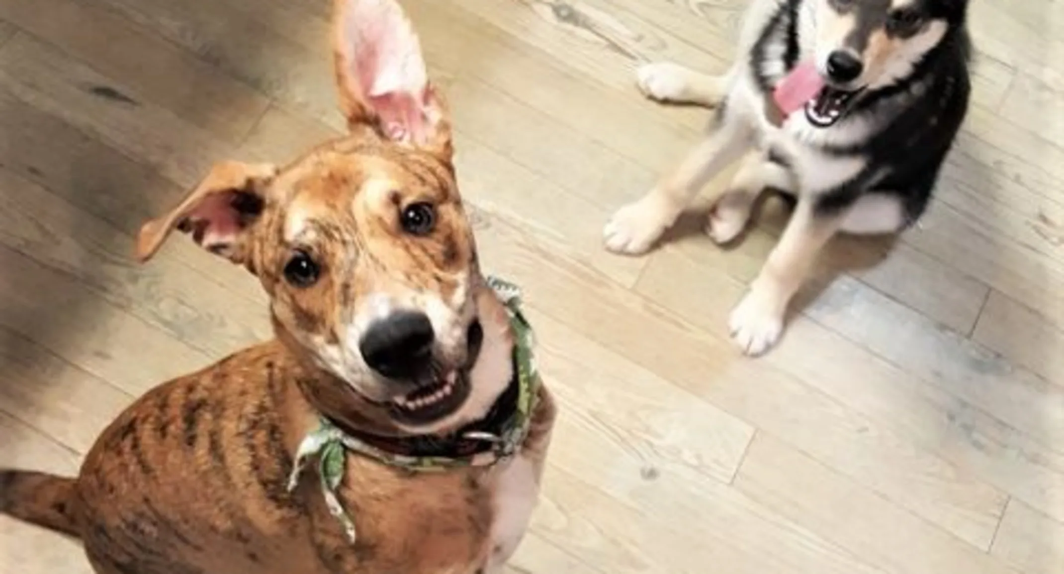 Two dogs with their tongues out Two dogs with their tongues out