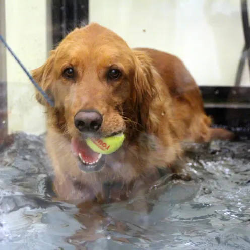 Dog in water rehab with ball