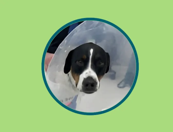 Mouse Roy Hemothorax Secondary to Porcupine Quill Migration Case Study Dog Mouse Roy Hemothorax Secondary to Porcupine Quill Migration Case Study Dog