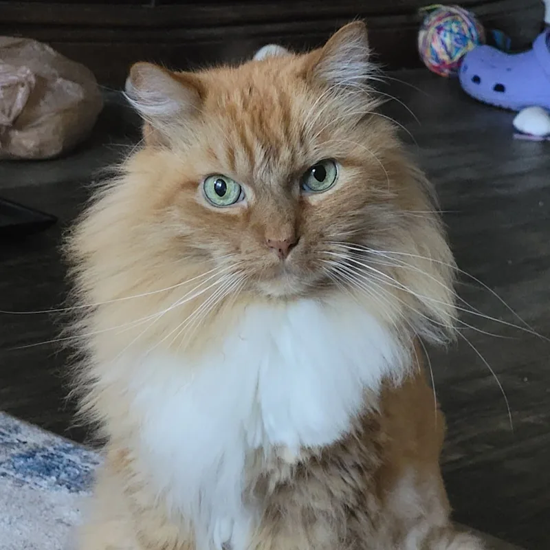 Angel Angel
