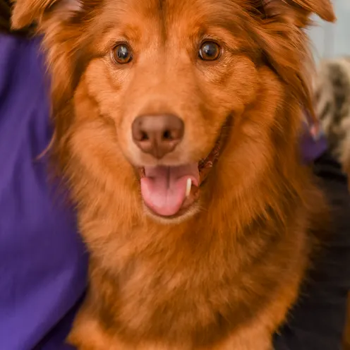 Dog smiling while being held by Mundelein Animal Hospital staff member