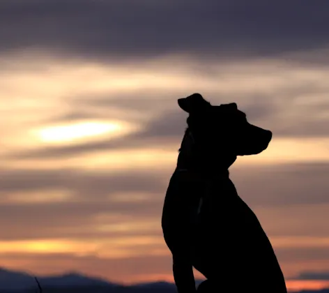 Dog looking out into the sunset Dog looking out into the sunset