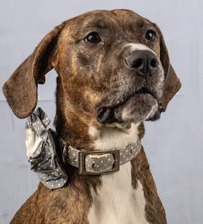 a white and brown Great Dane