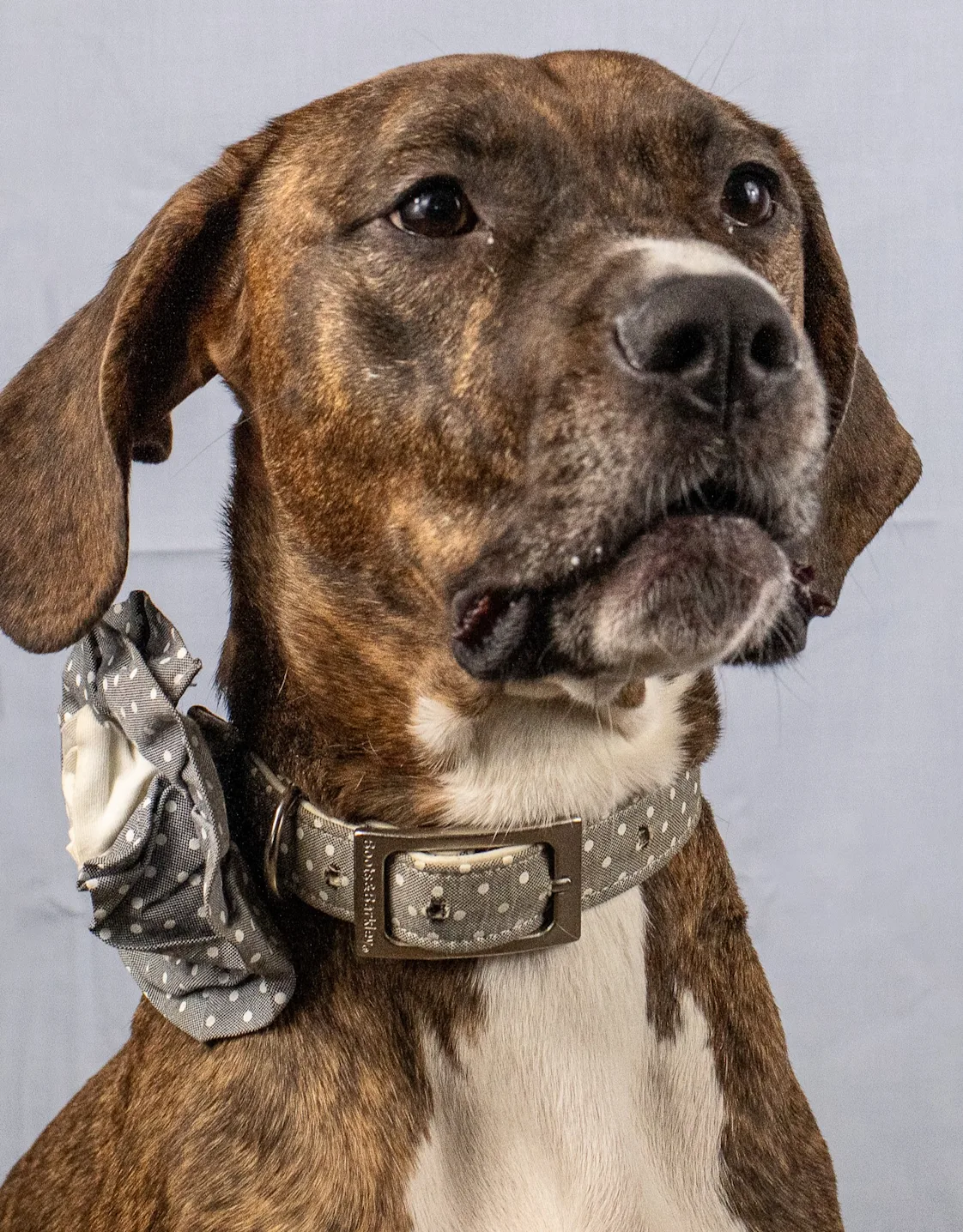 a white and brown Great Dane a white and brown Great Dane