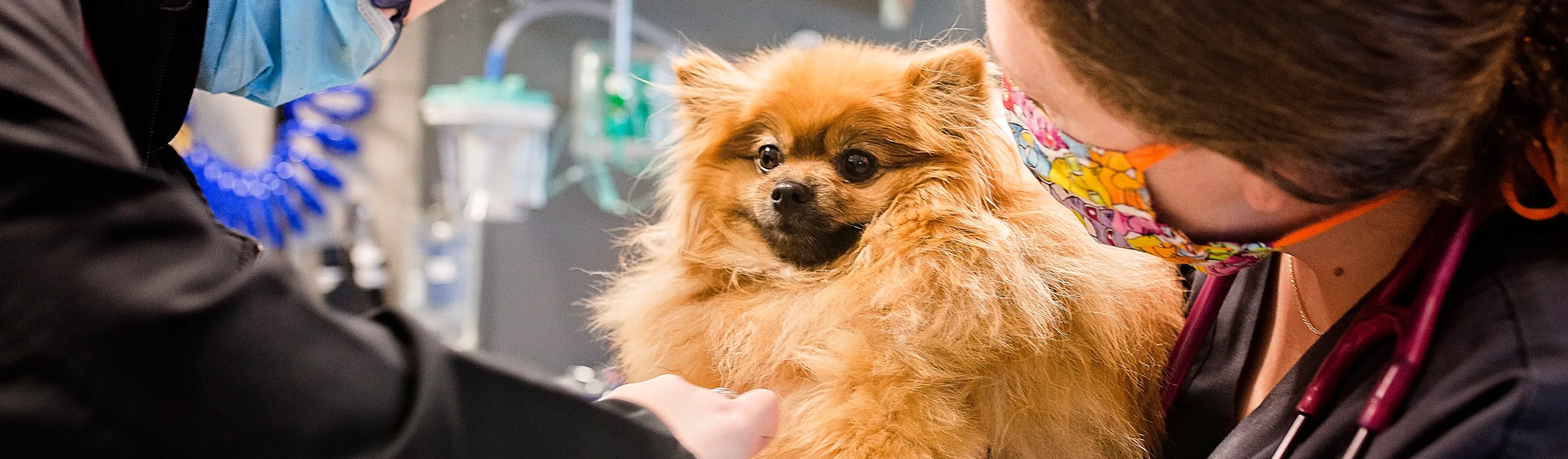 Staff with pomeranian dog. Staff with pomeranian dog.