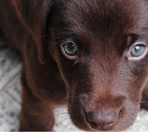 Dog with blue eyes Dog with blue eyes