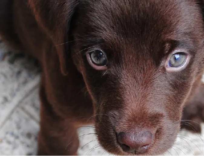 Dog with blue eyes Dog with blue eyes