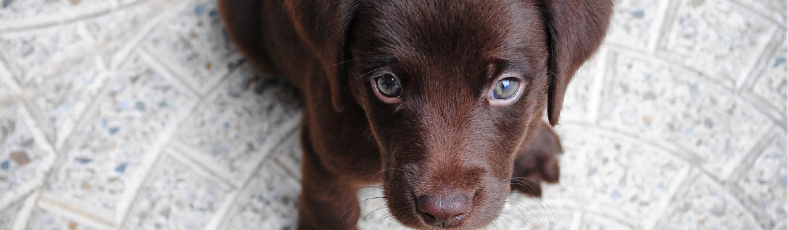 Dog with blue eyes