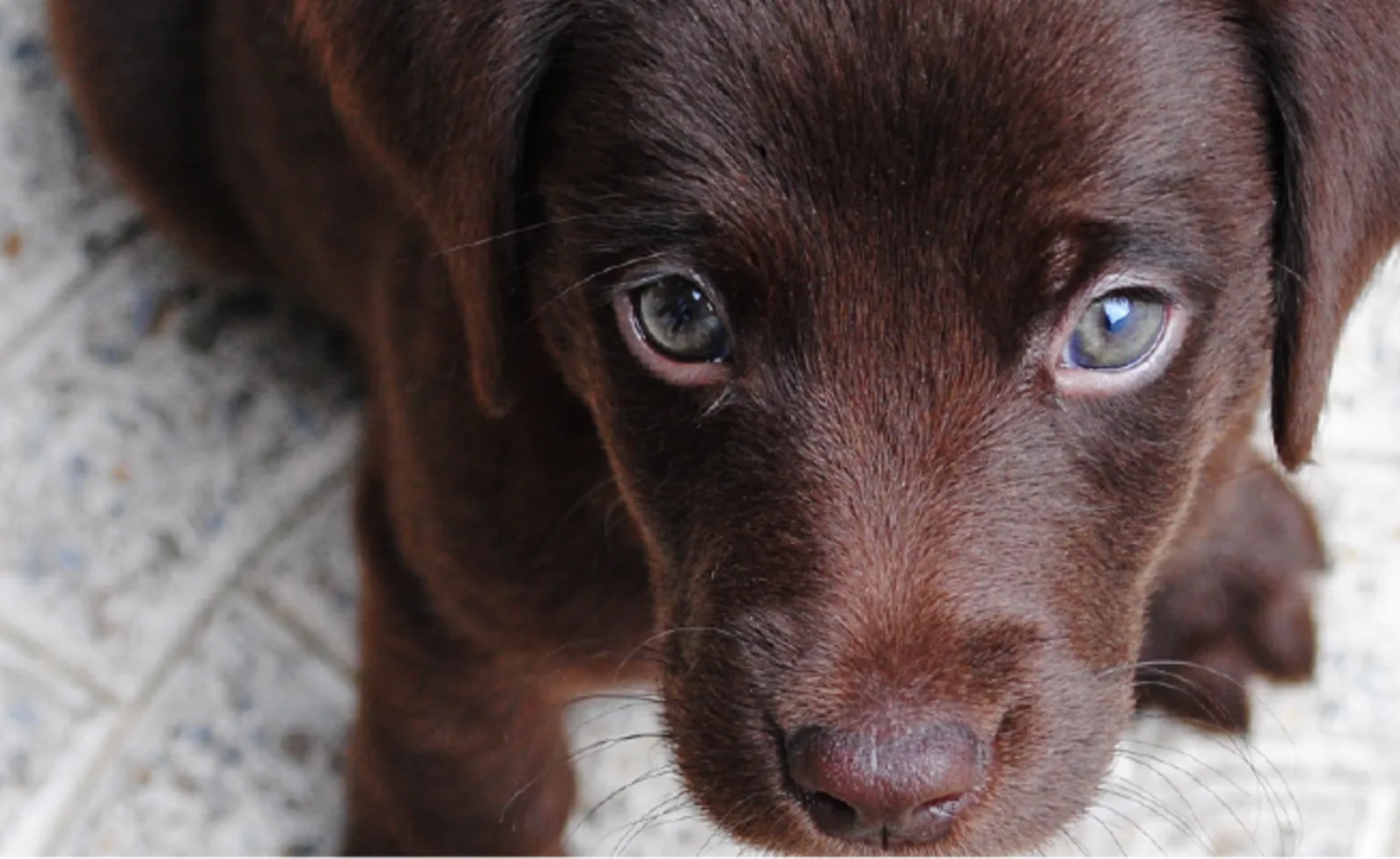 Dog with blue eyes Dog with blue eyes