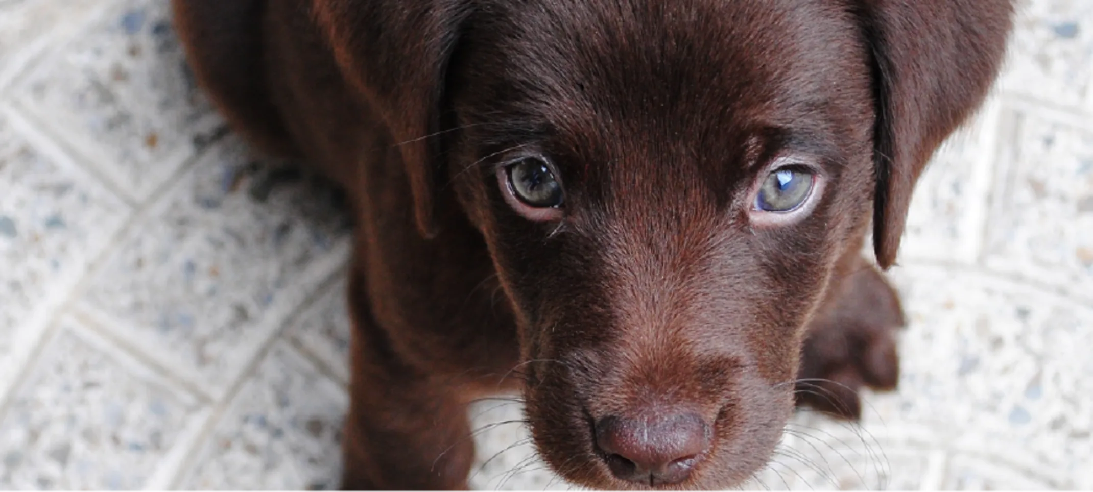 Dog with blue eyes