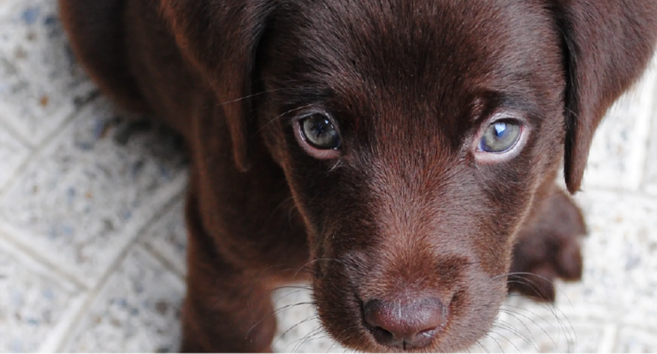 Dog with blue eyes Dog with blue eyes
