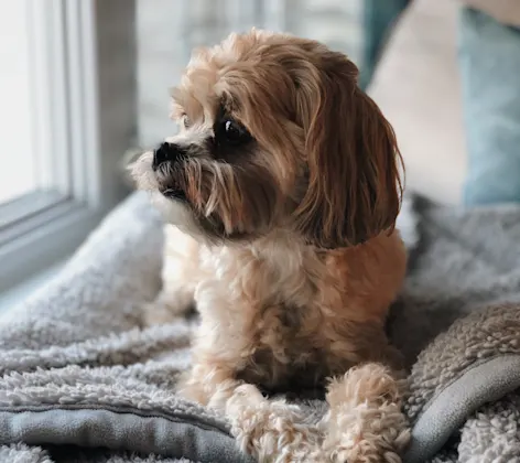 dog sitting on bed dog sitting on bed
