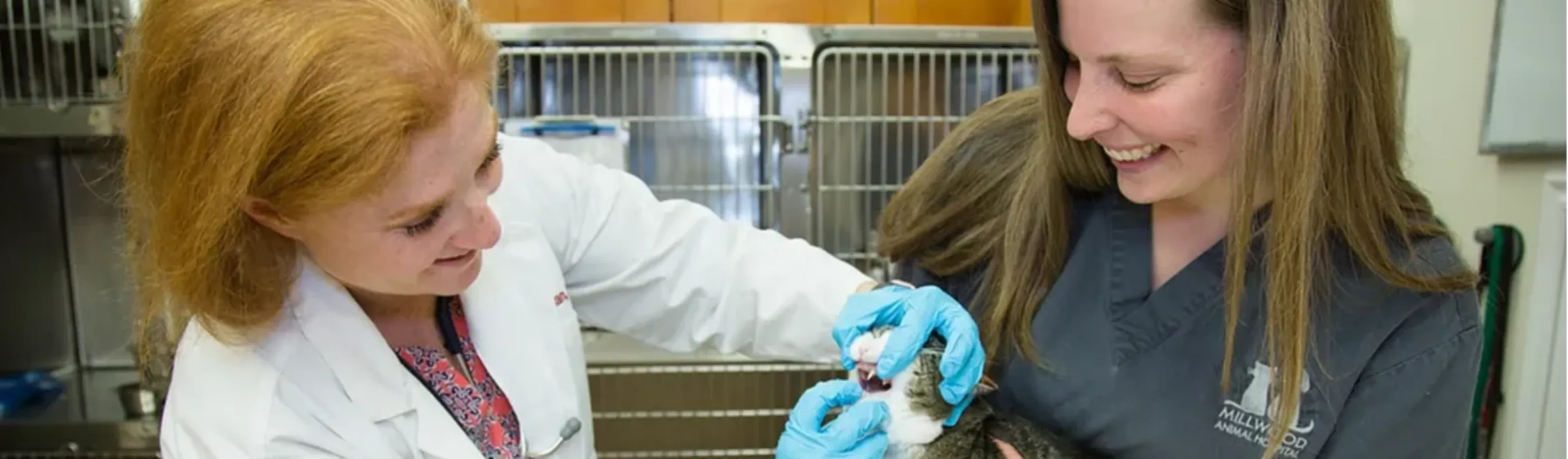 cat dental exam cat dental exam