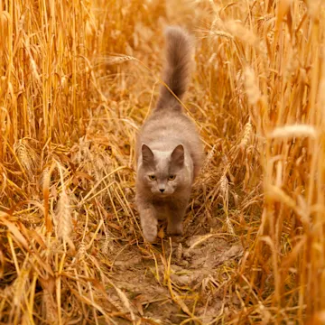 Gray cat walking in a field of wheat Gray cat walking in a field of wheat