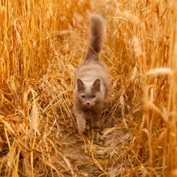 Gray cat walking in a field of wheat 