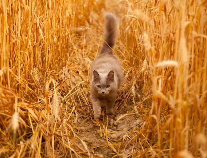 Gray cat walking in a field of wheat 