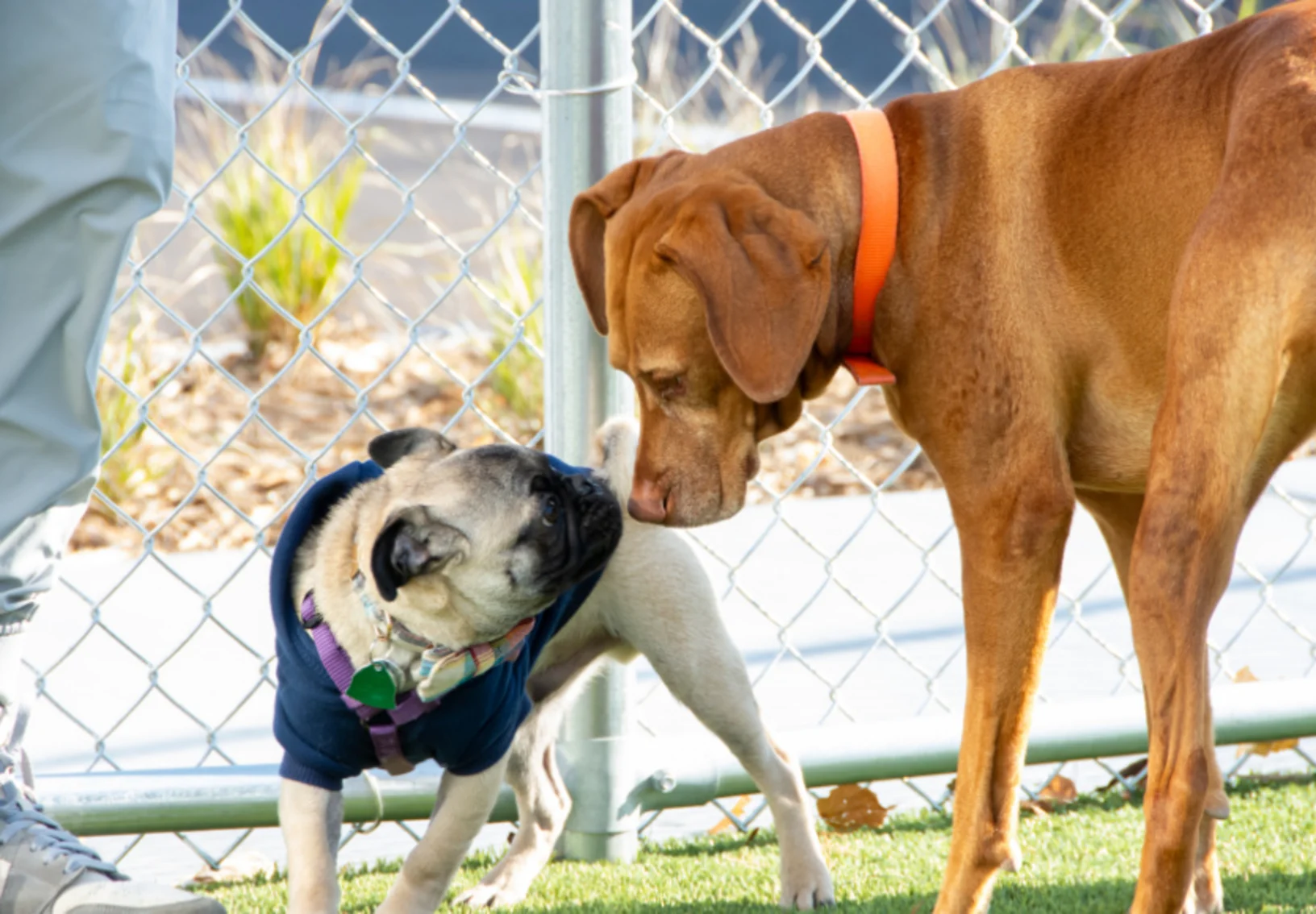 Dogs Playing