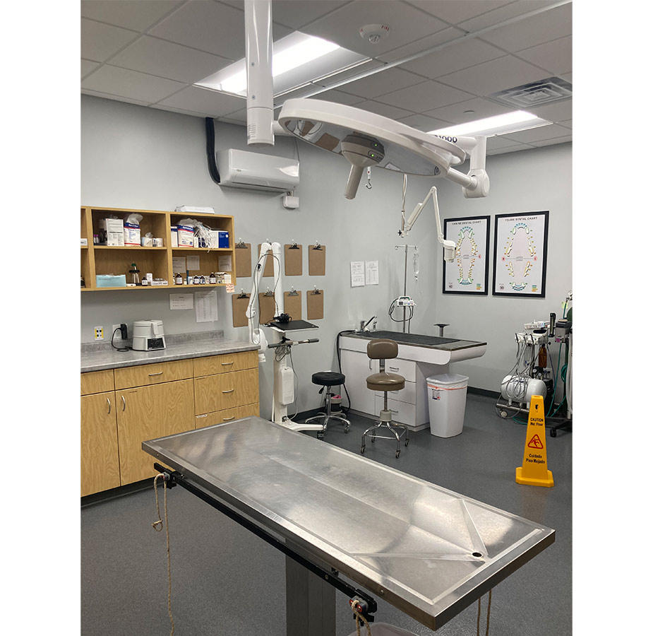 Surgery & Dental at Value Vet