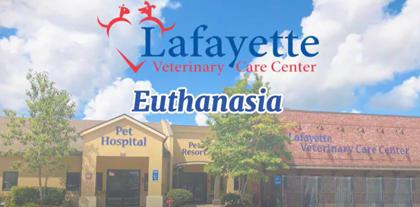 Euthanasia Video Thumbnail at Lafayette Veterinary Care Center