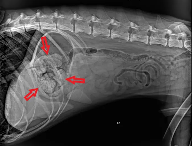 X-ray of stuffed animal stuck in Saber's stomach X-ray of stuffed animal stuck in Saber's stomach