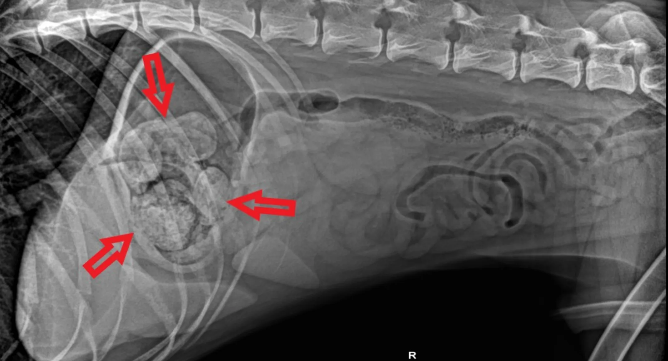 X-ray of stuffed animal stuck in Saber's stomach  X-ray of stuffed animal stuck in Saber's stomach