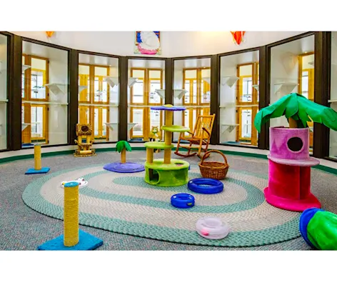 Cat play area at Canine Country Club & Feline Inn Cat play area at Canine Country Club & Feline Inn