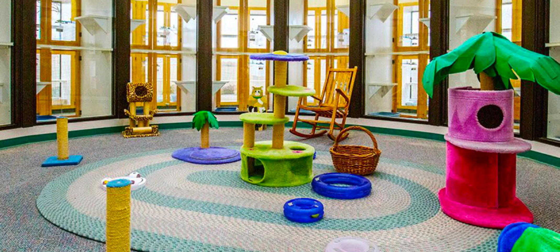 Cat play area at Canine Country Club & Feline Inn Cat play area at Canine Country Club & Feline Inn