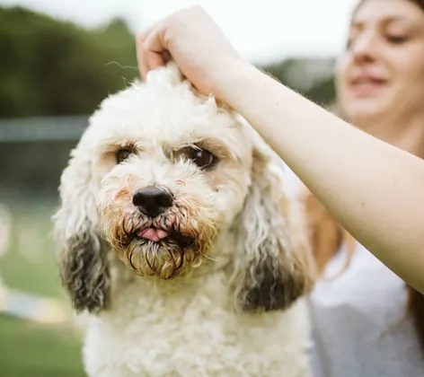 White dog with groomer