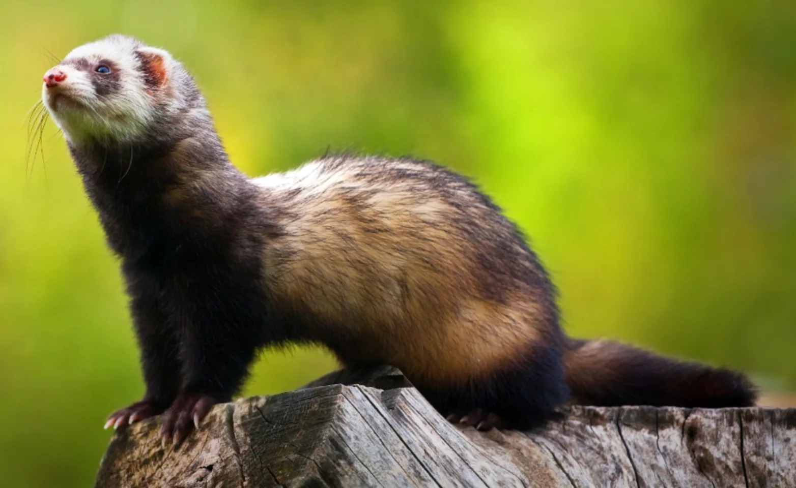 Ferret on wood Ferret on wood