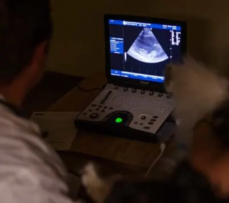 Two staff members preforming an ultrasound Two staff members preforming an ultrasound
